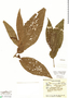 Piper marsupiiferum image