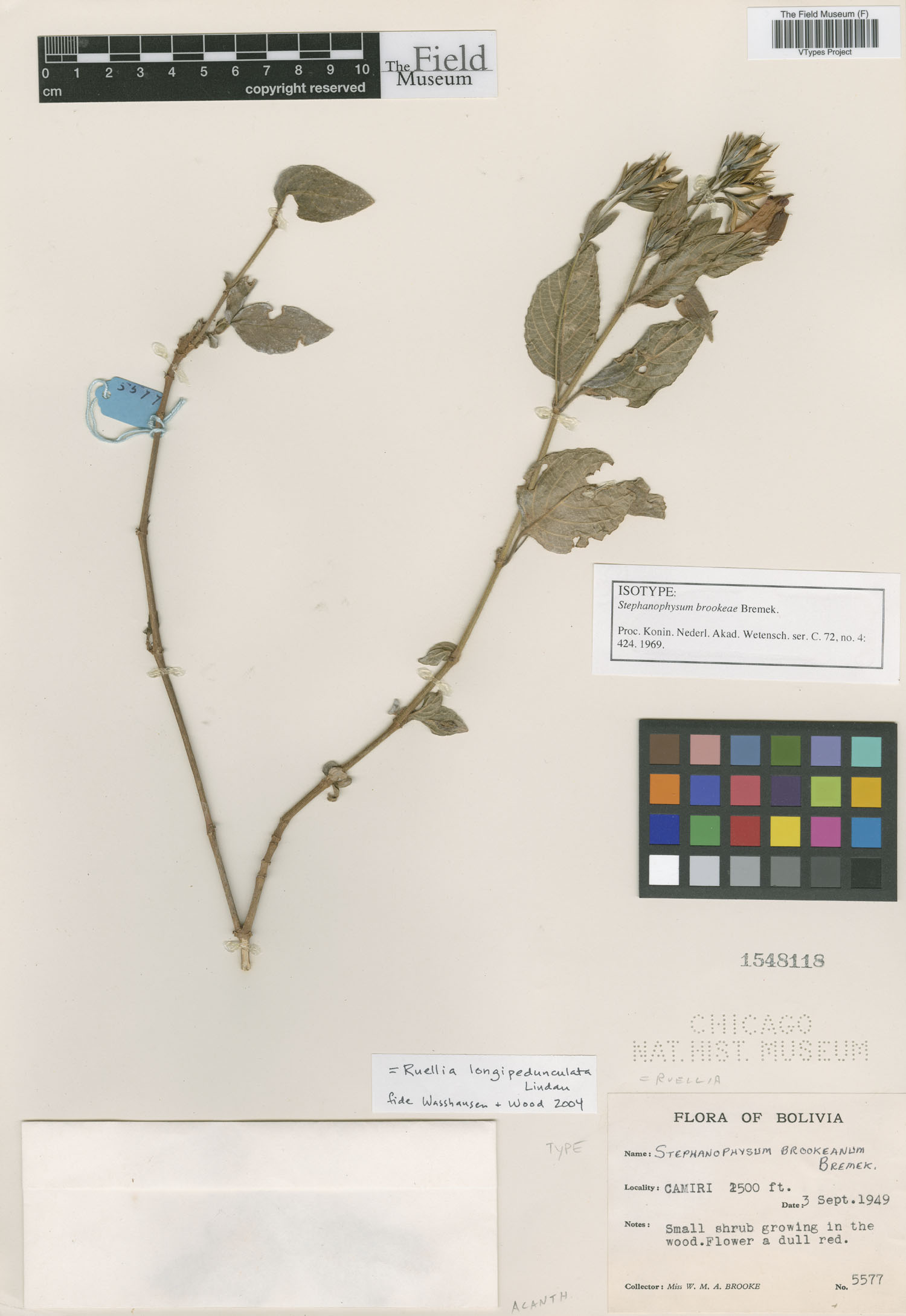 Stephanophysum brookeae image