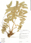 Polystichum platyphyllum image