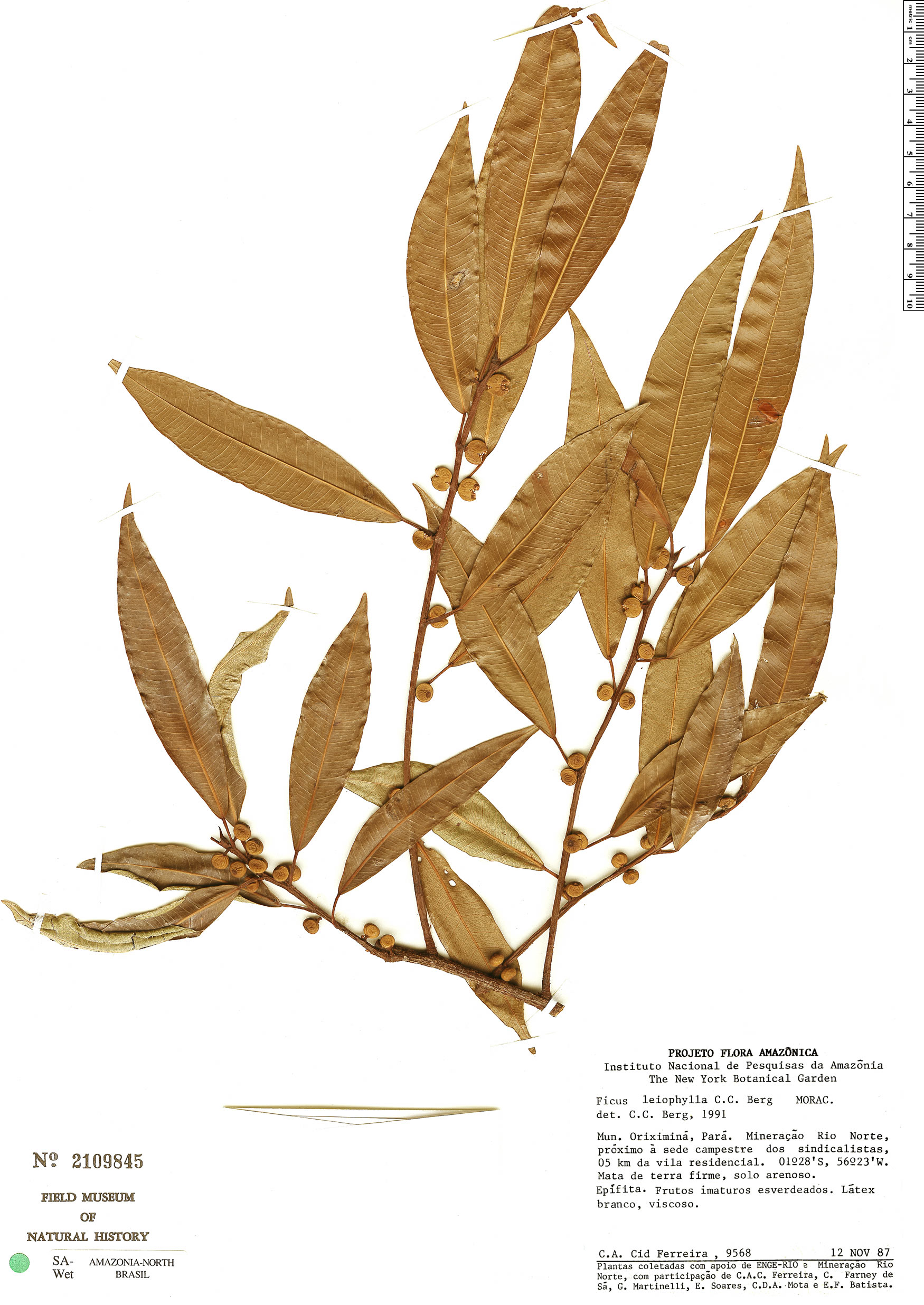 Ficus leiophylla image