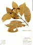 Nectandra amazonum image