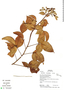 Spiranthera odoratissima image