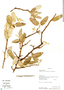 Sarcotoxicum salicifolium image
