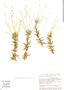 Syngonanthus caulescens image