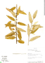 Sarcotoxicum salicifolium image
