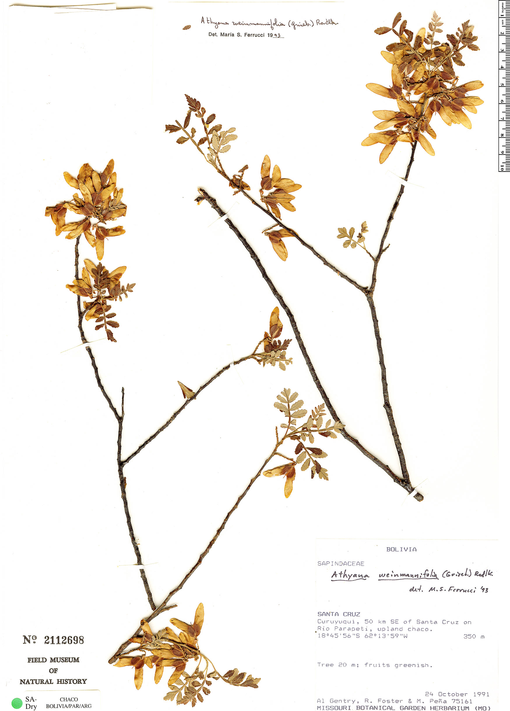 Athyana weinmanniifolia image