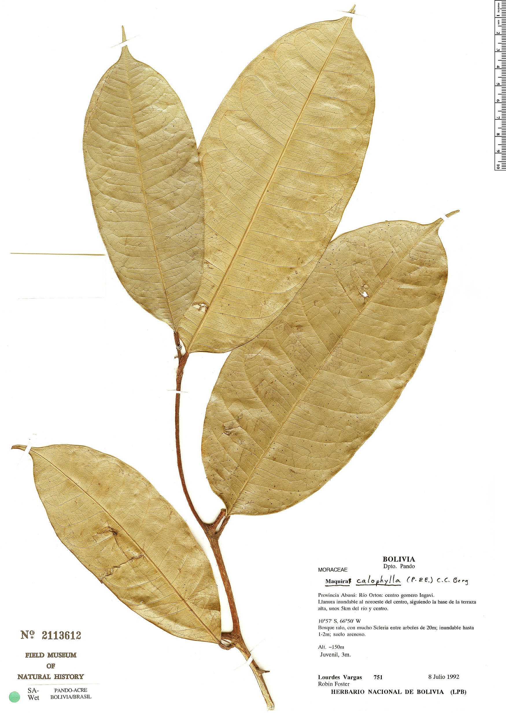 Maquira calophylla image
