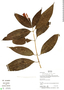 Pranceacanthus coccineus image