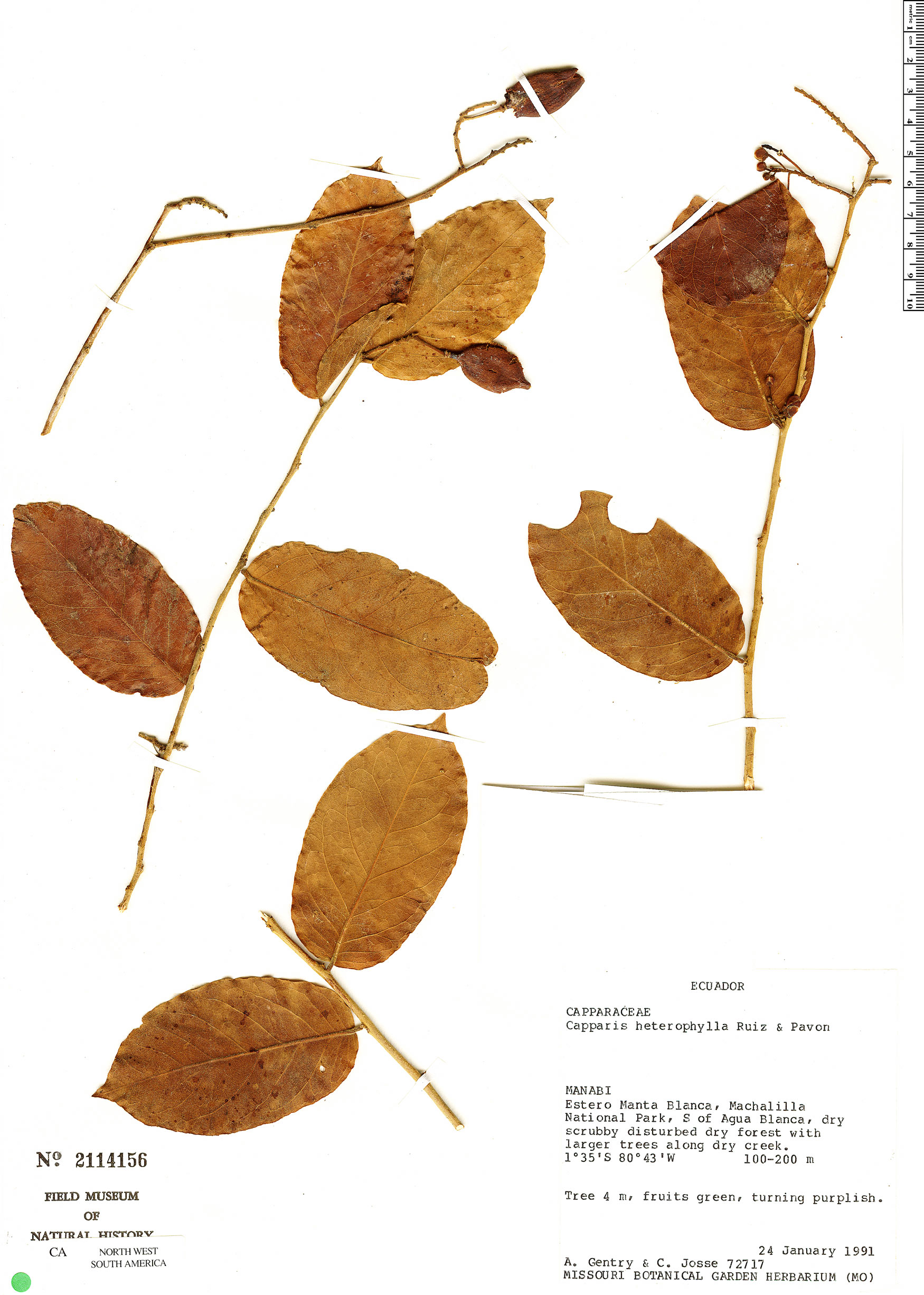 Cynophalla heterophylla image