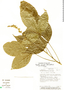 Angostura granulosa image