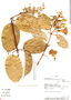 Amphilophium racemosum image