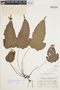 Tectaria trichodes image