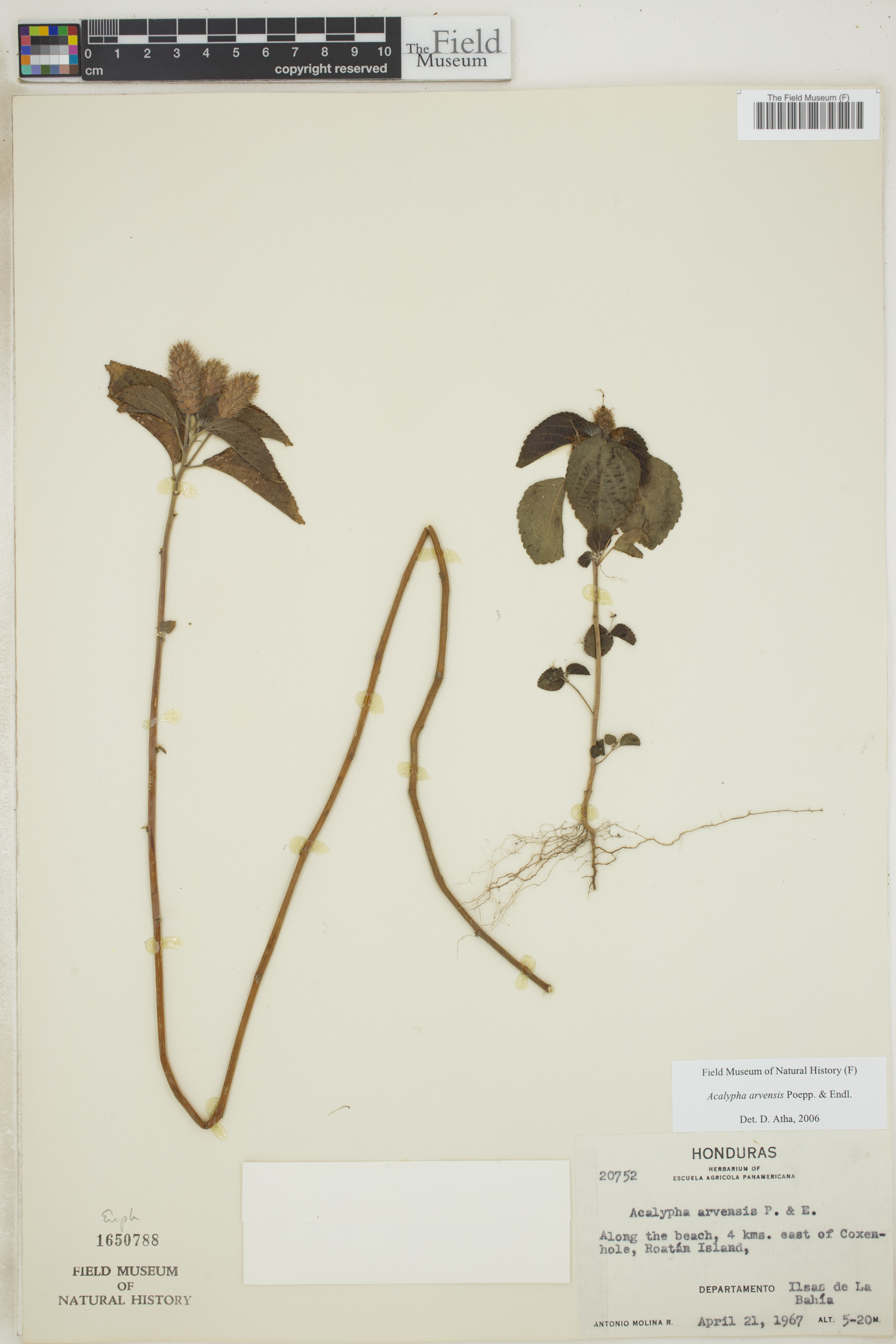Acalypha arvensis image