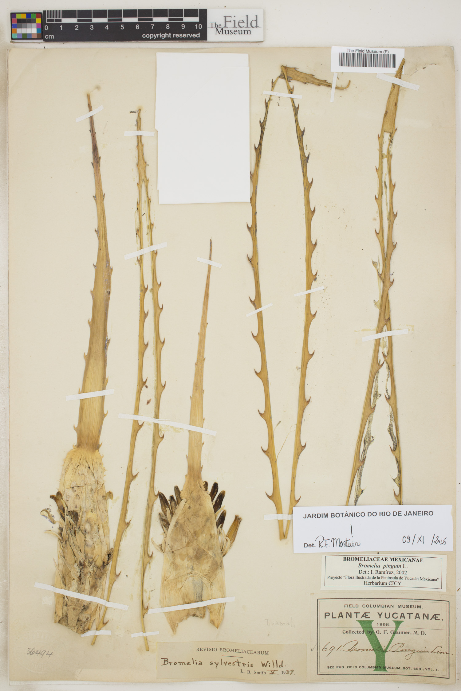 Bromelia pinguin image