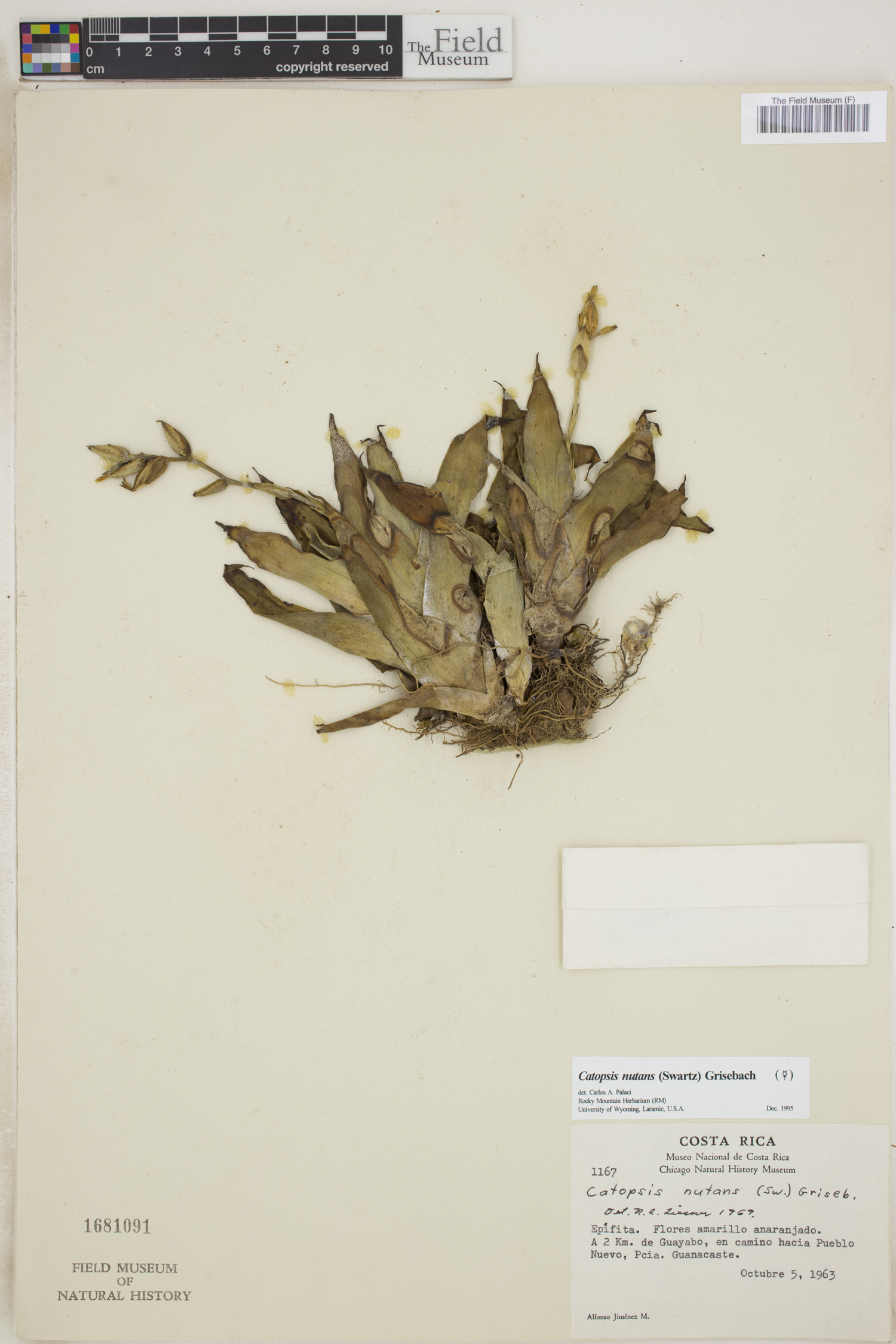 Catopsis nutans image