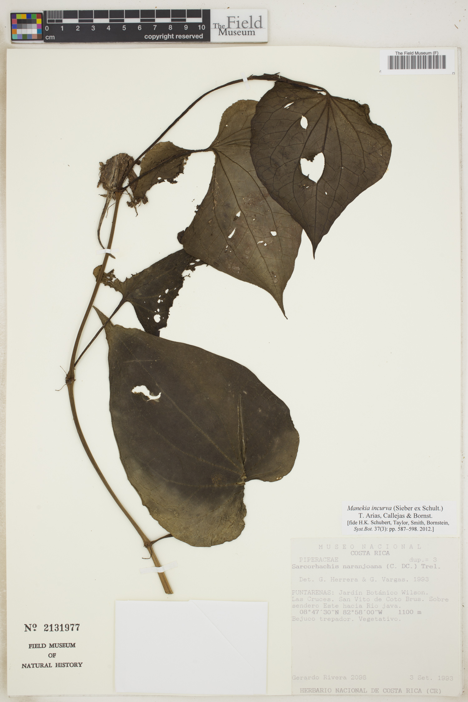 Sarcorhachis naranjoana image