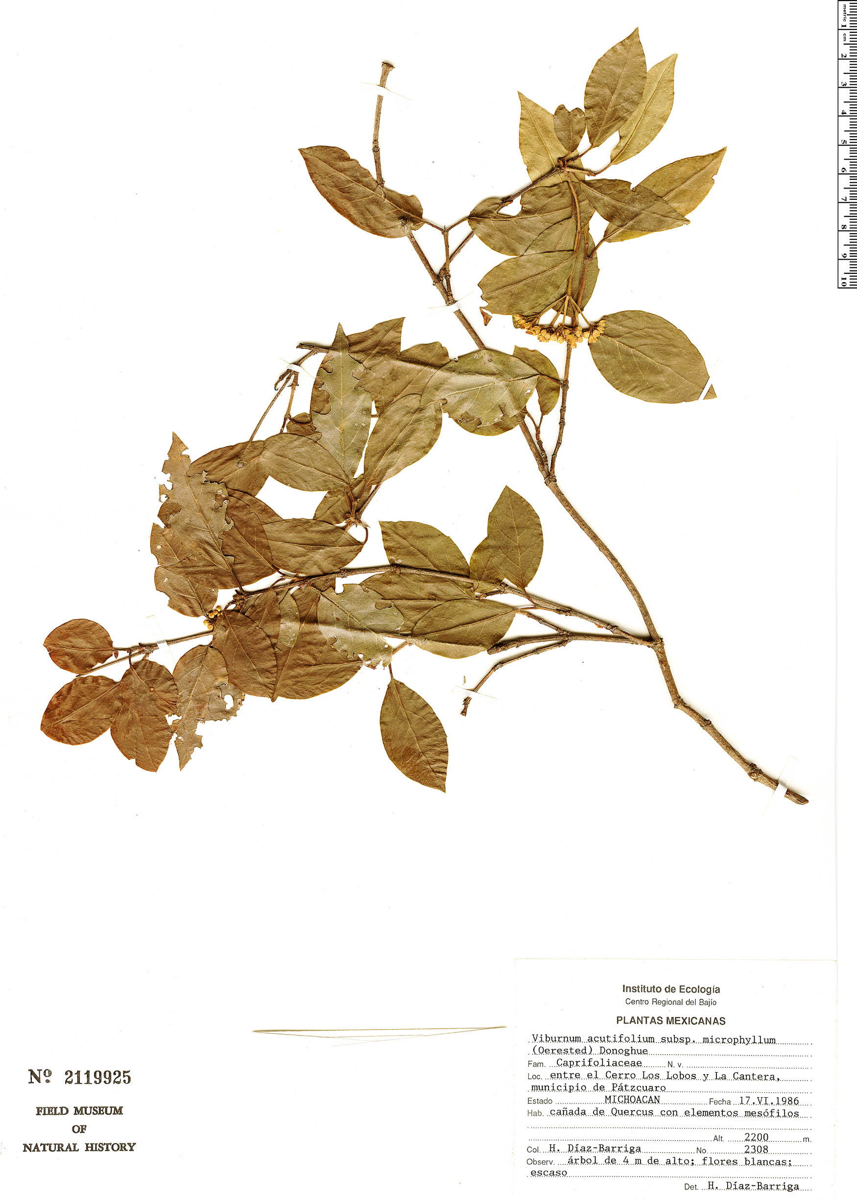 Viburnum microphyllum image