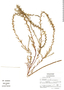 Lythrum maritimum image