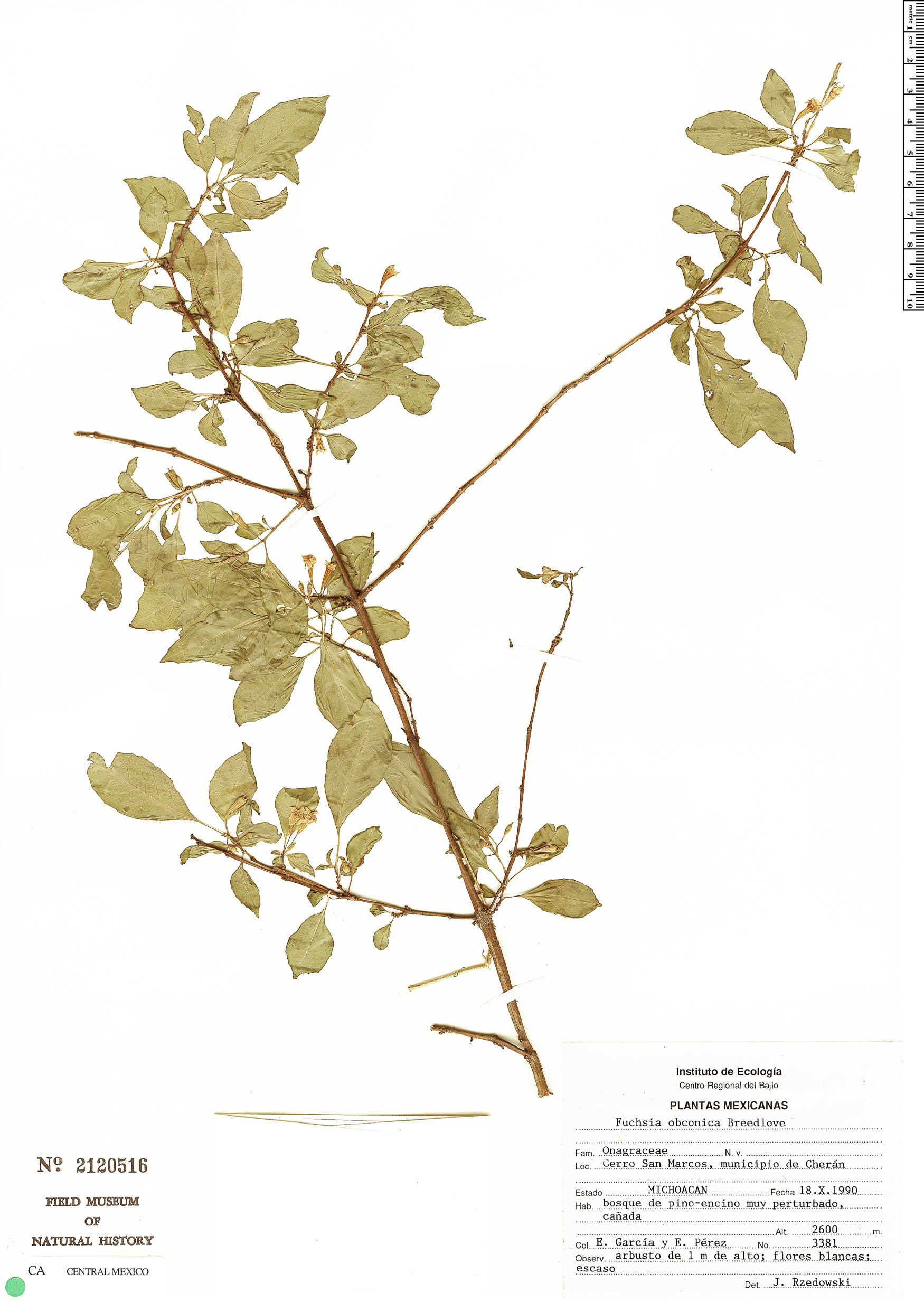 Fuchsia obconica image