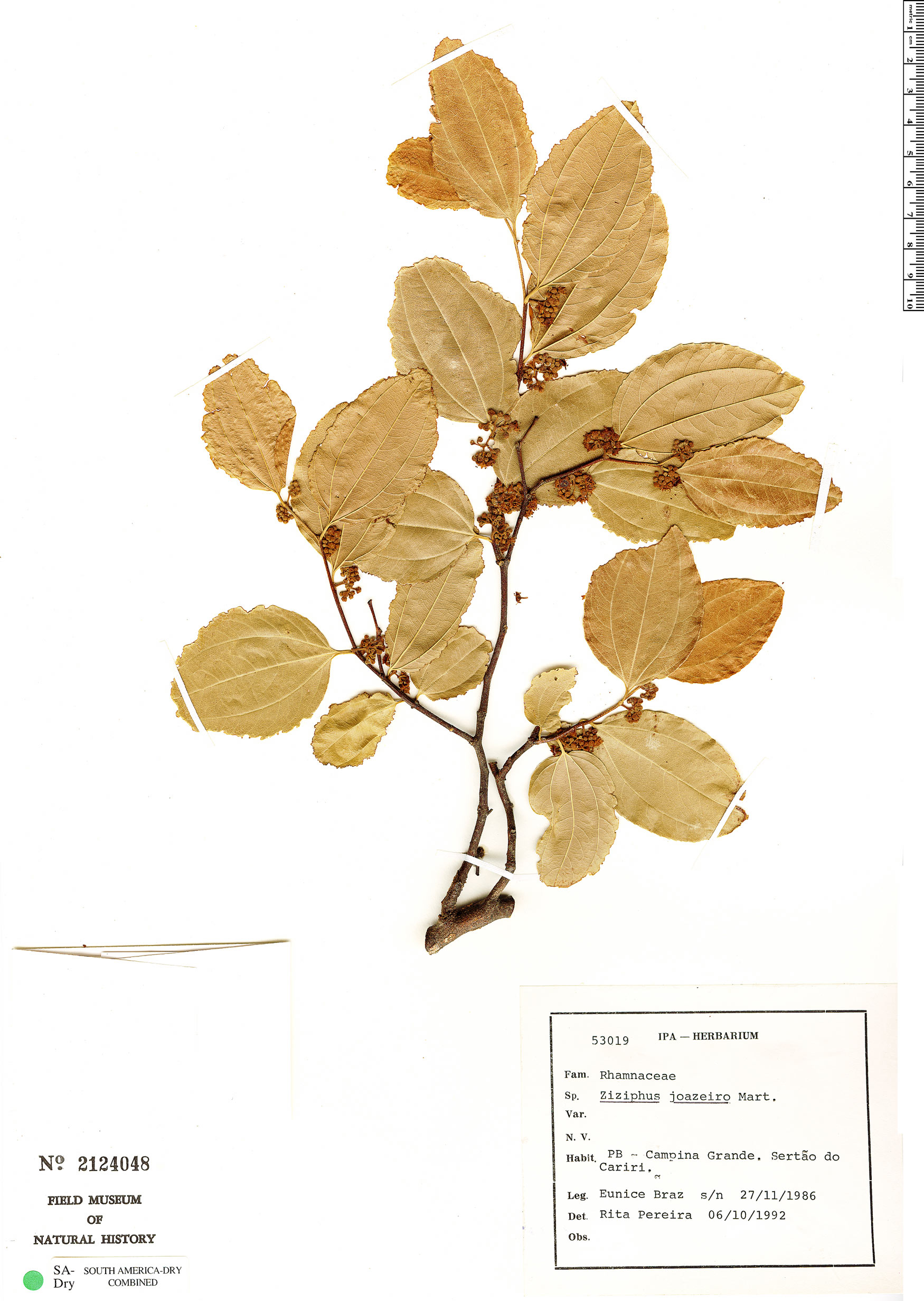 Ziziphus joazeiro image