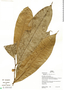 Duguetia latifolia image
