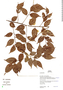 Endlicheria gracilis image