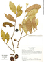 Gloeospermum sclerophyllum image