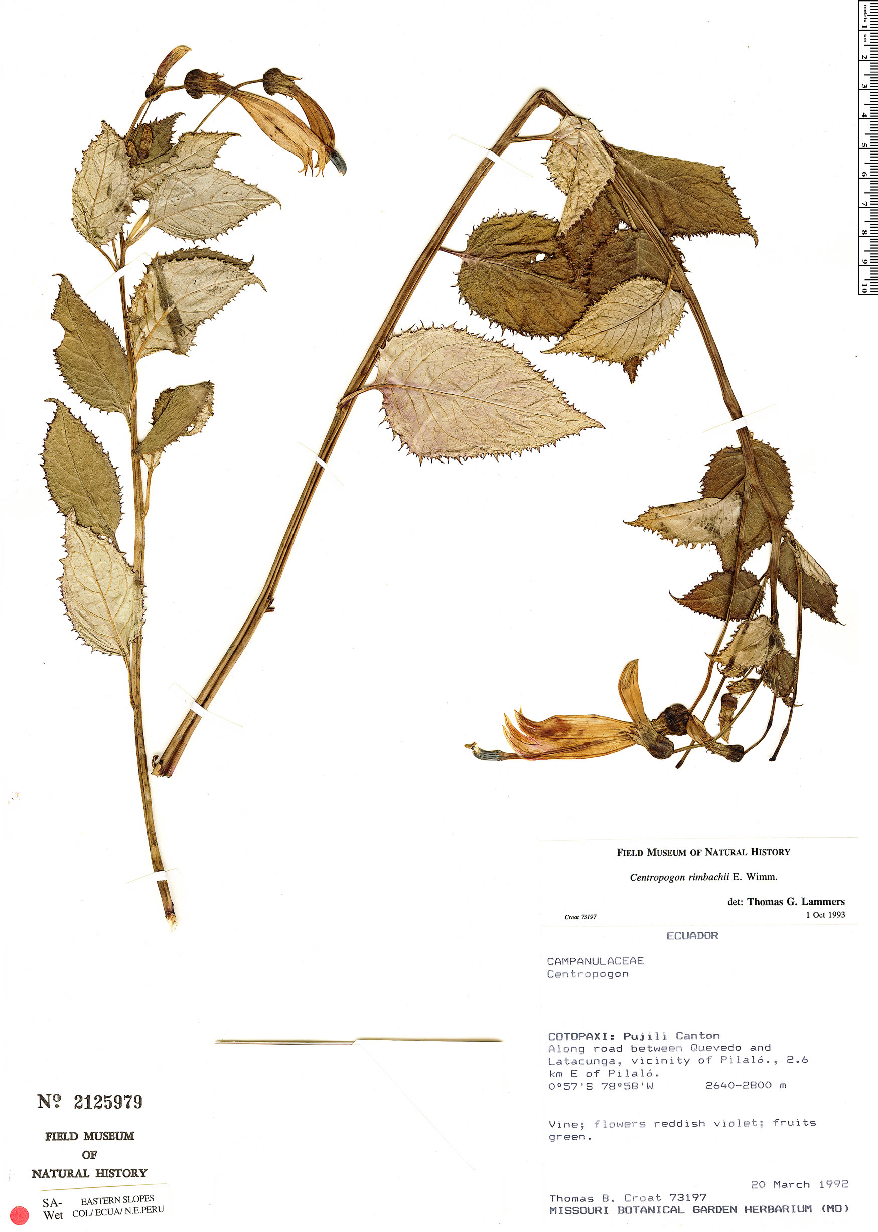 Centropogon rimbachii image