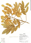 Lonchocarpus rugosus image