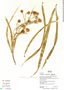 Dracaena americana image