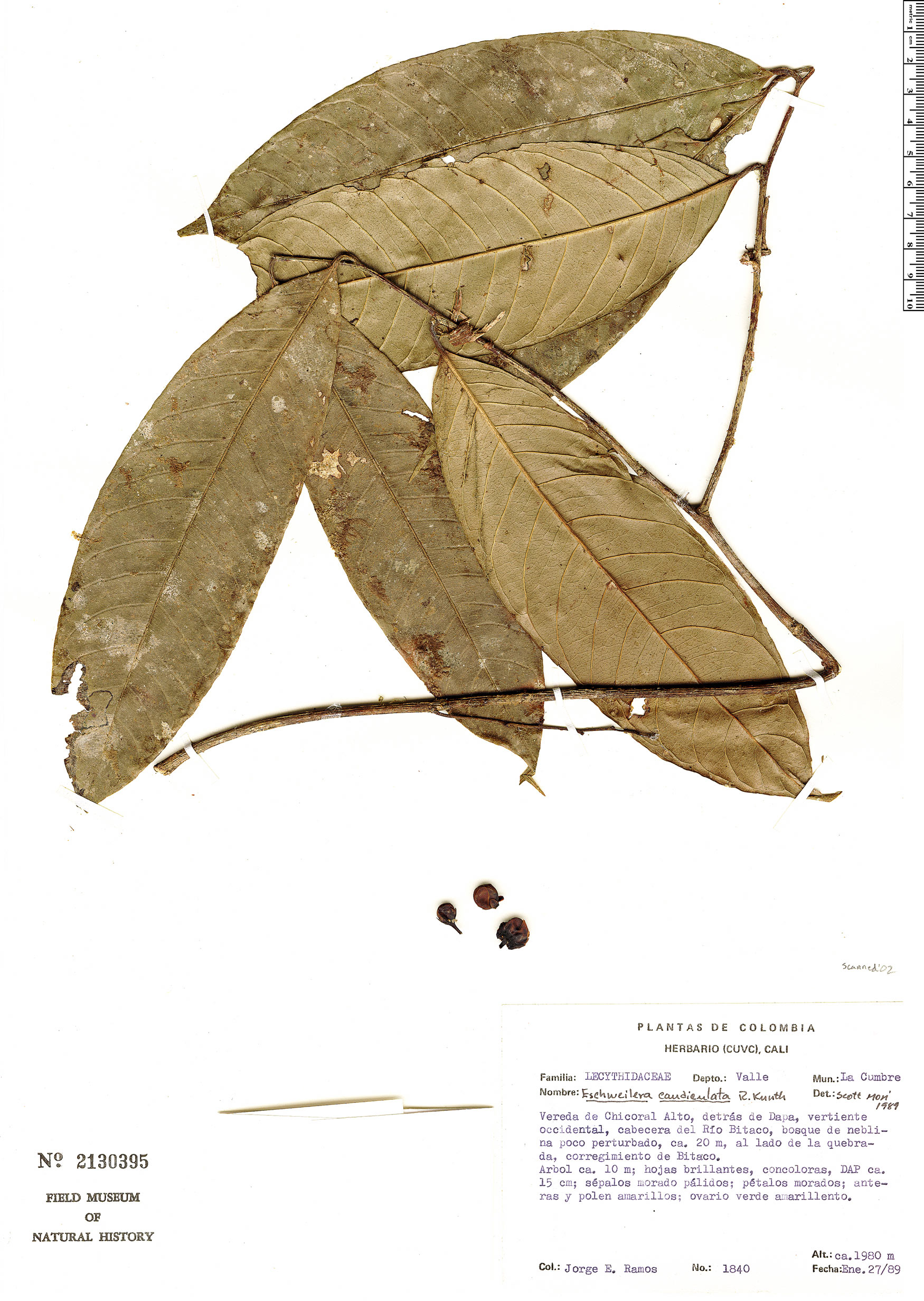 Eschweilera caudiculata image