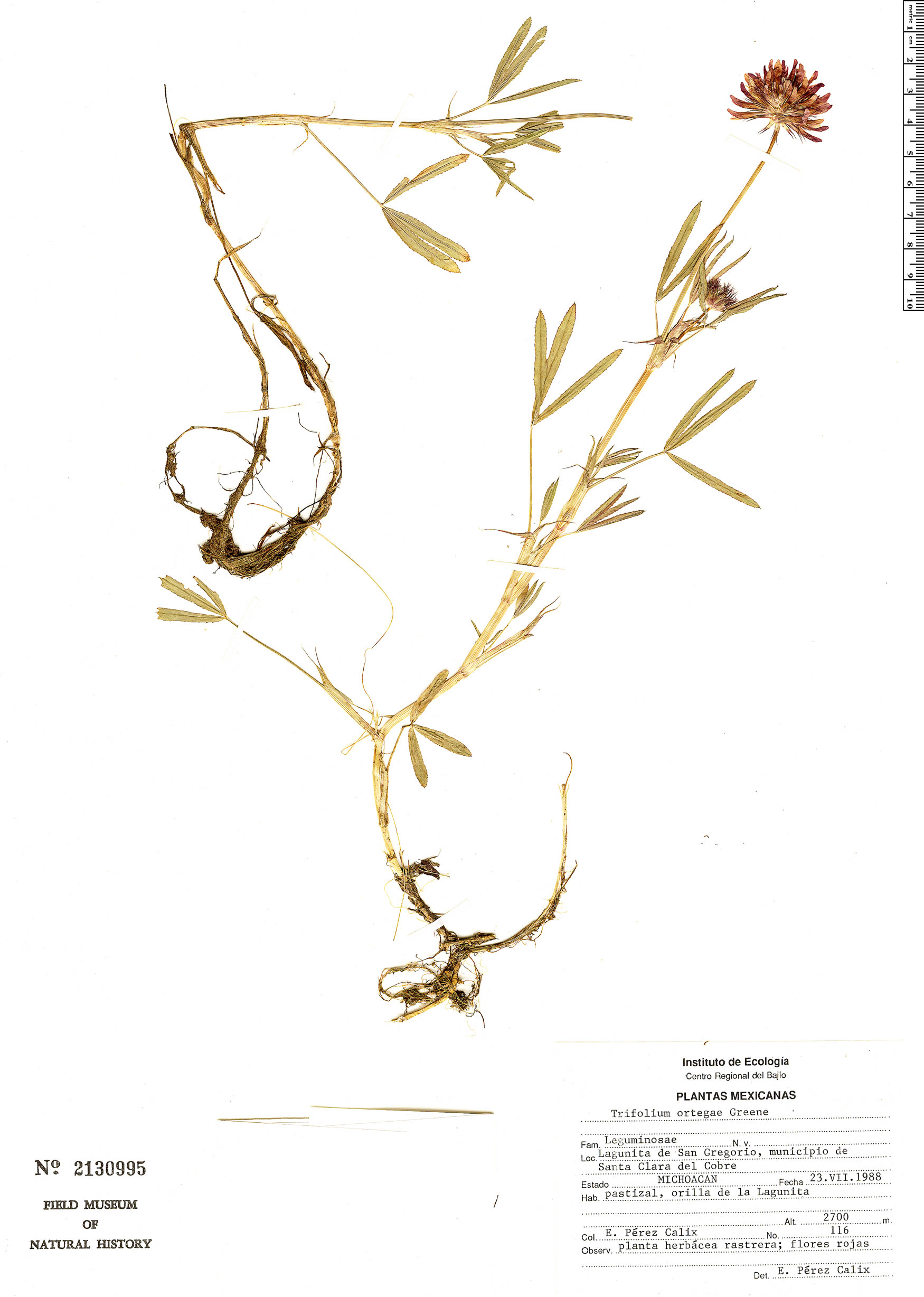 Trifolium mucronatum subsp. mucronatum image
