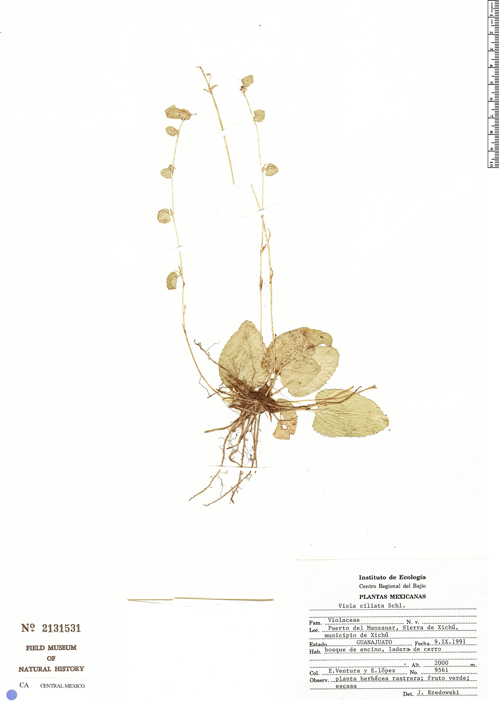 Viola ciliata image
