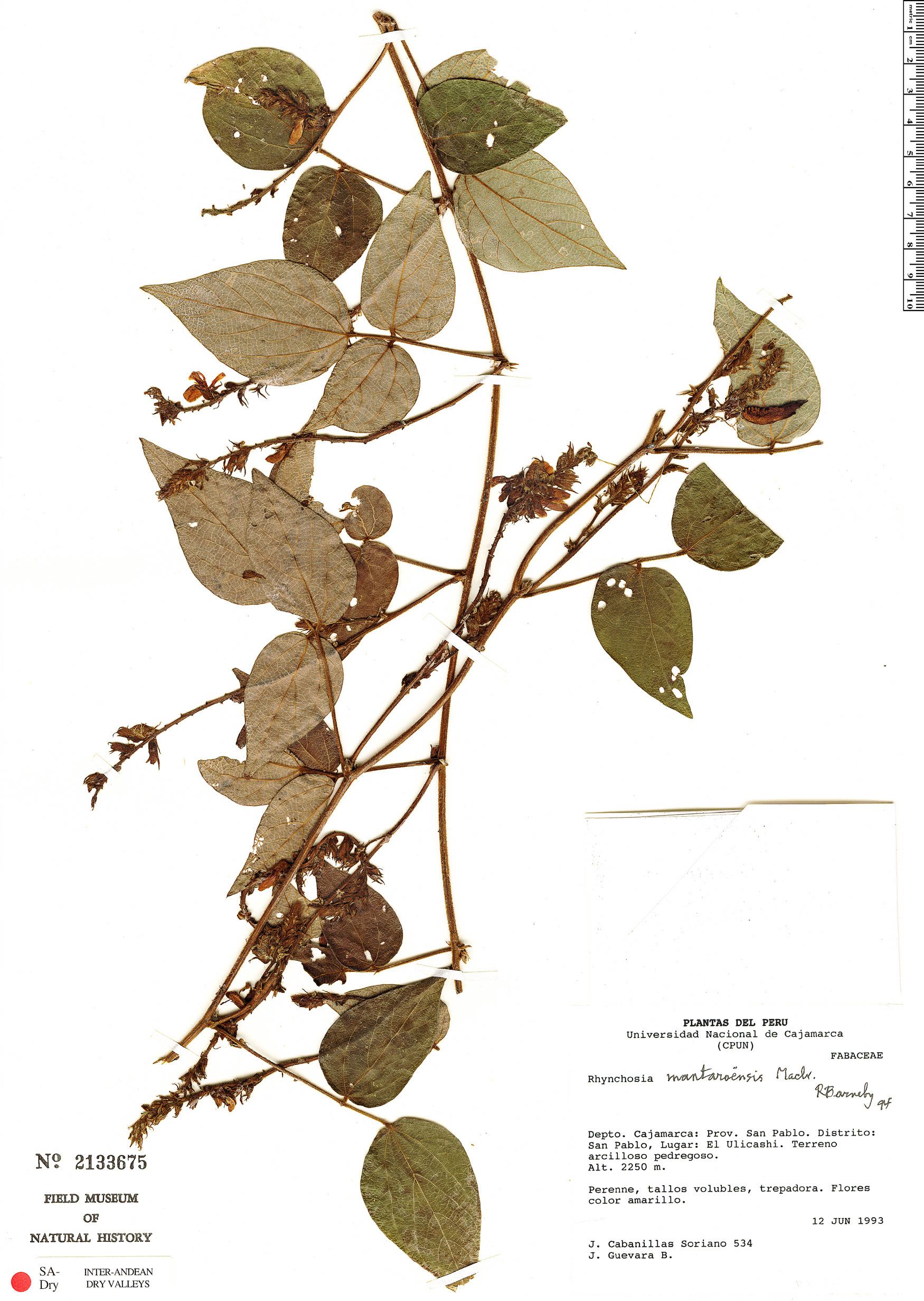 Rhynchosia mantaroensis image
