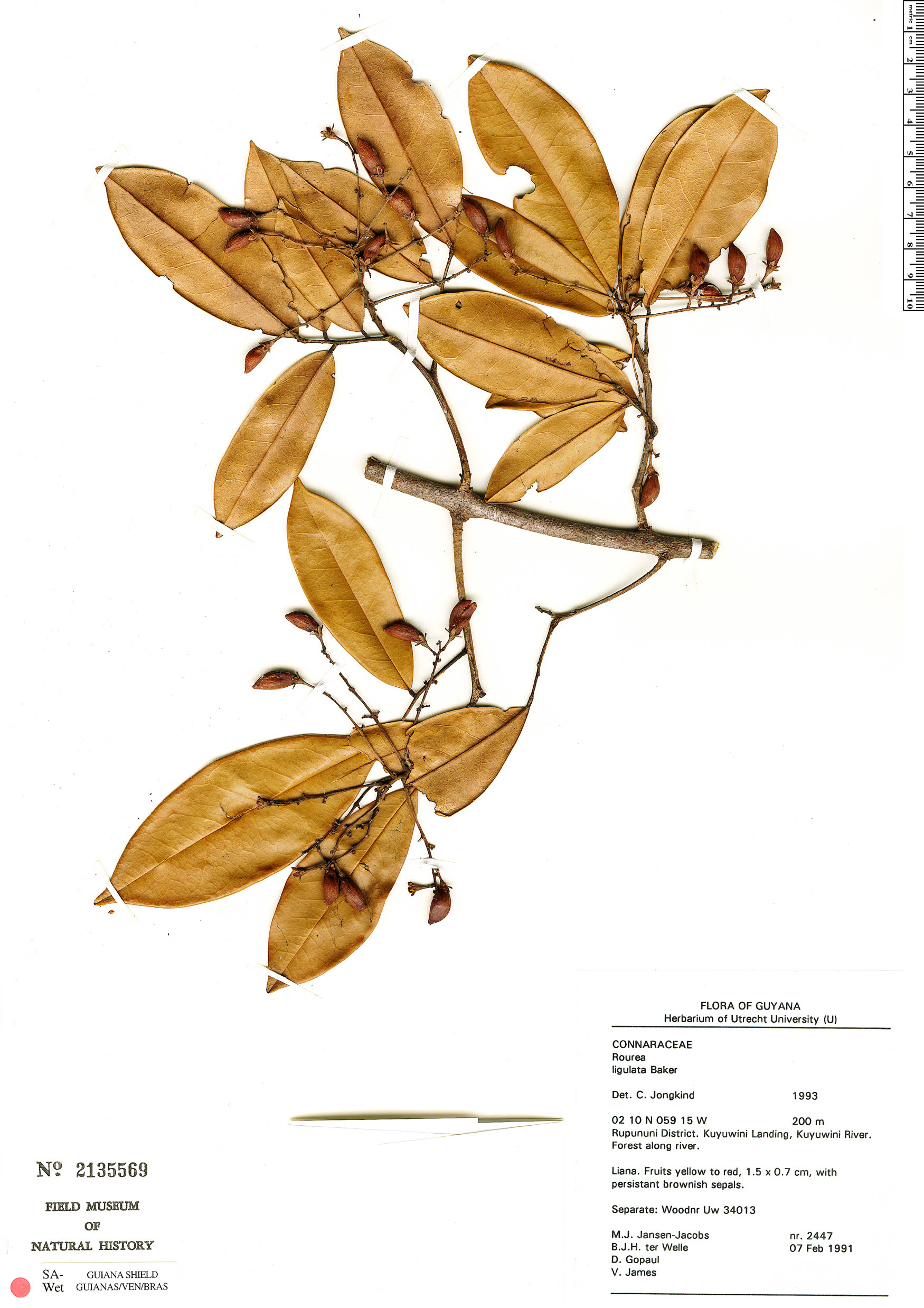 Rourea ligulata image