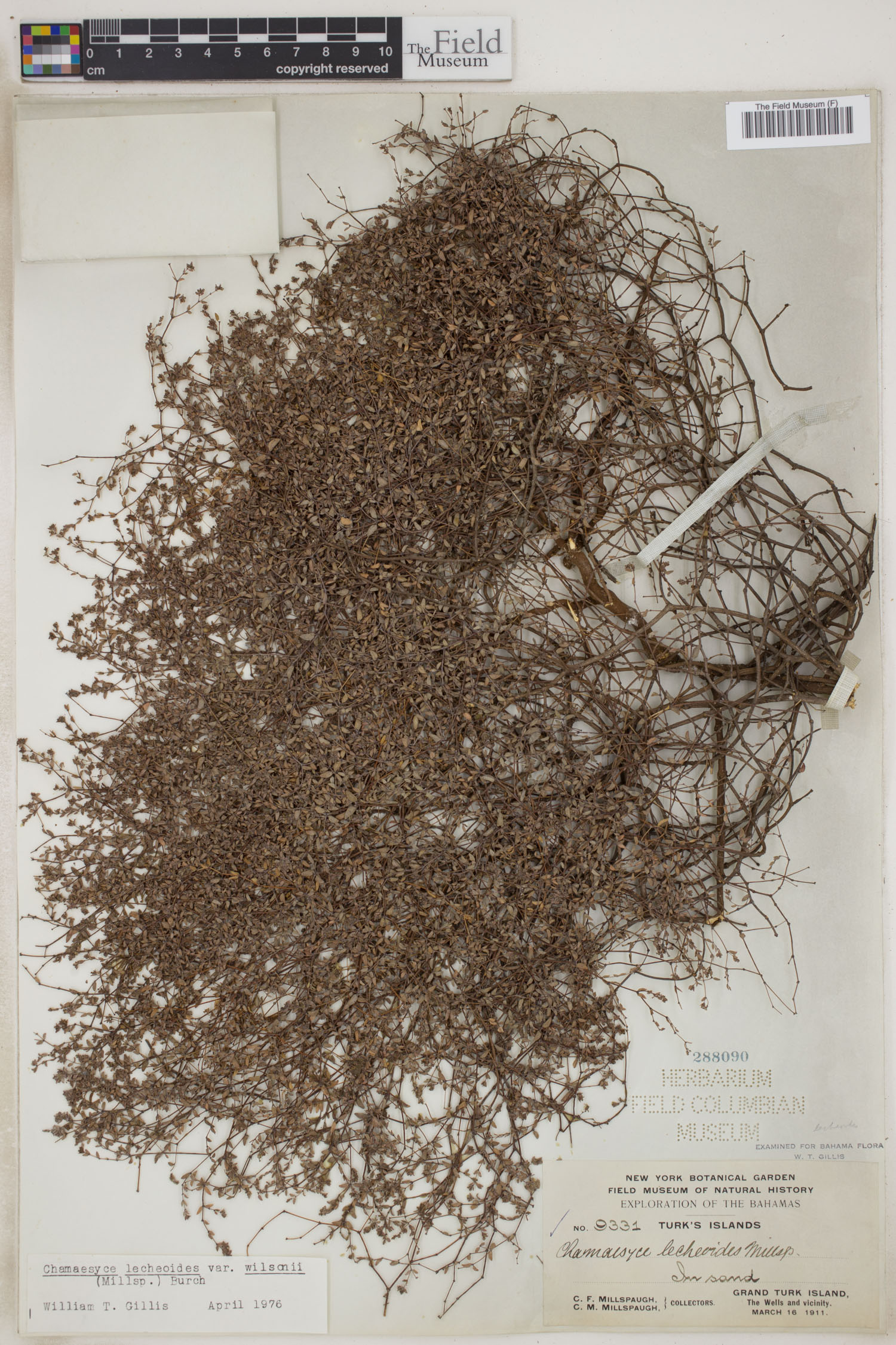 Euphorbia lecheoides image