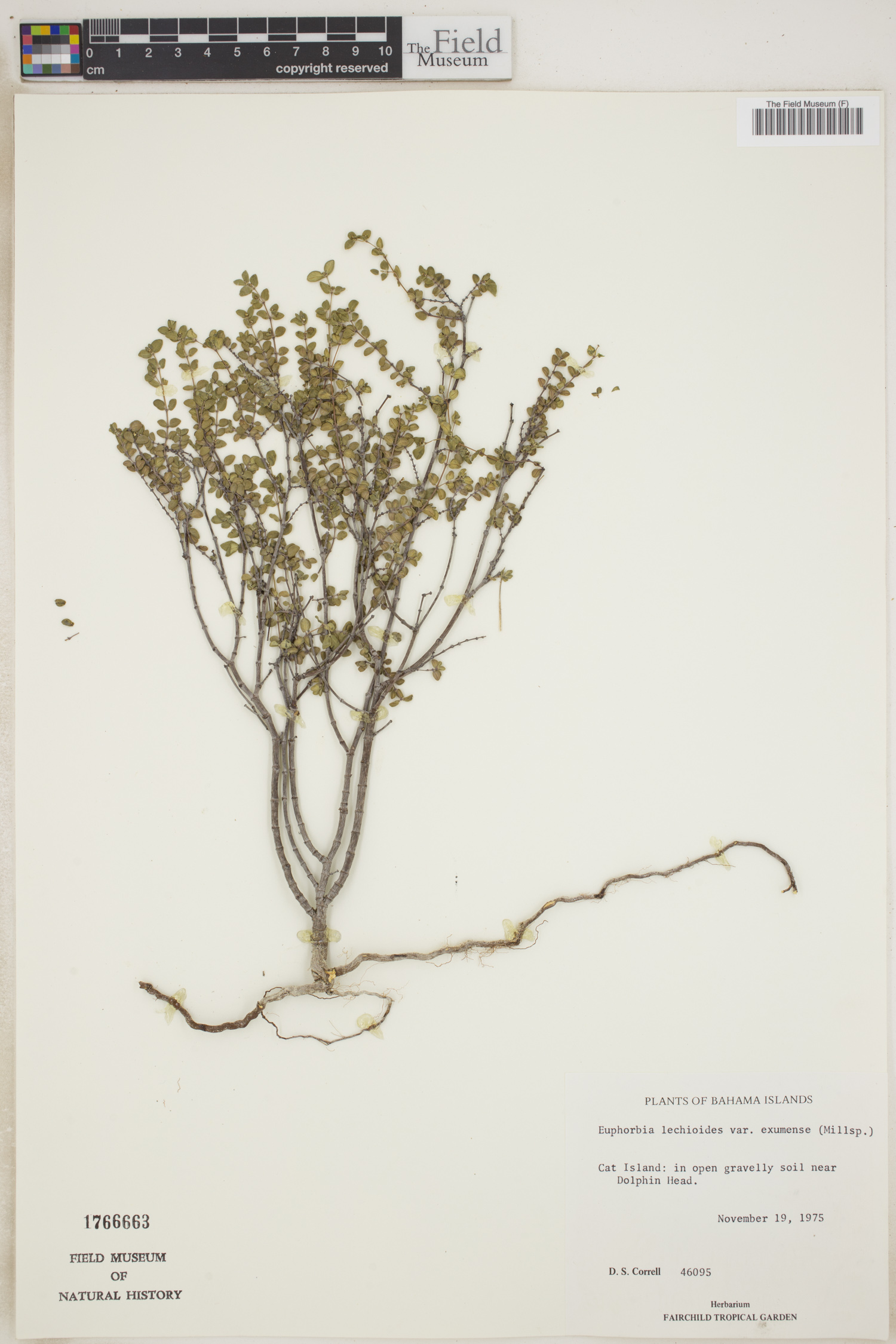 Euphorbia lecheoides image