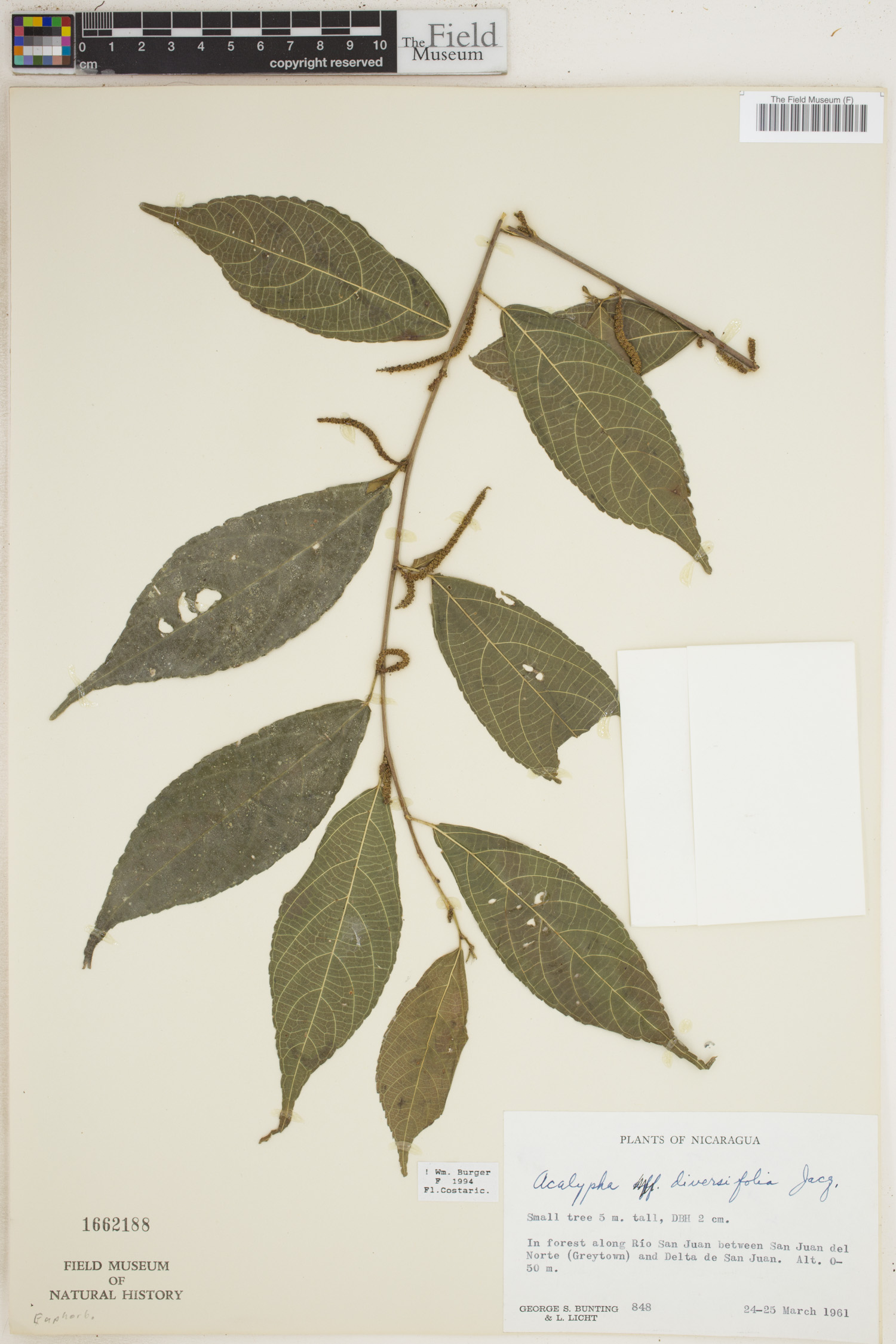 Acalypha diversifolia image