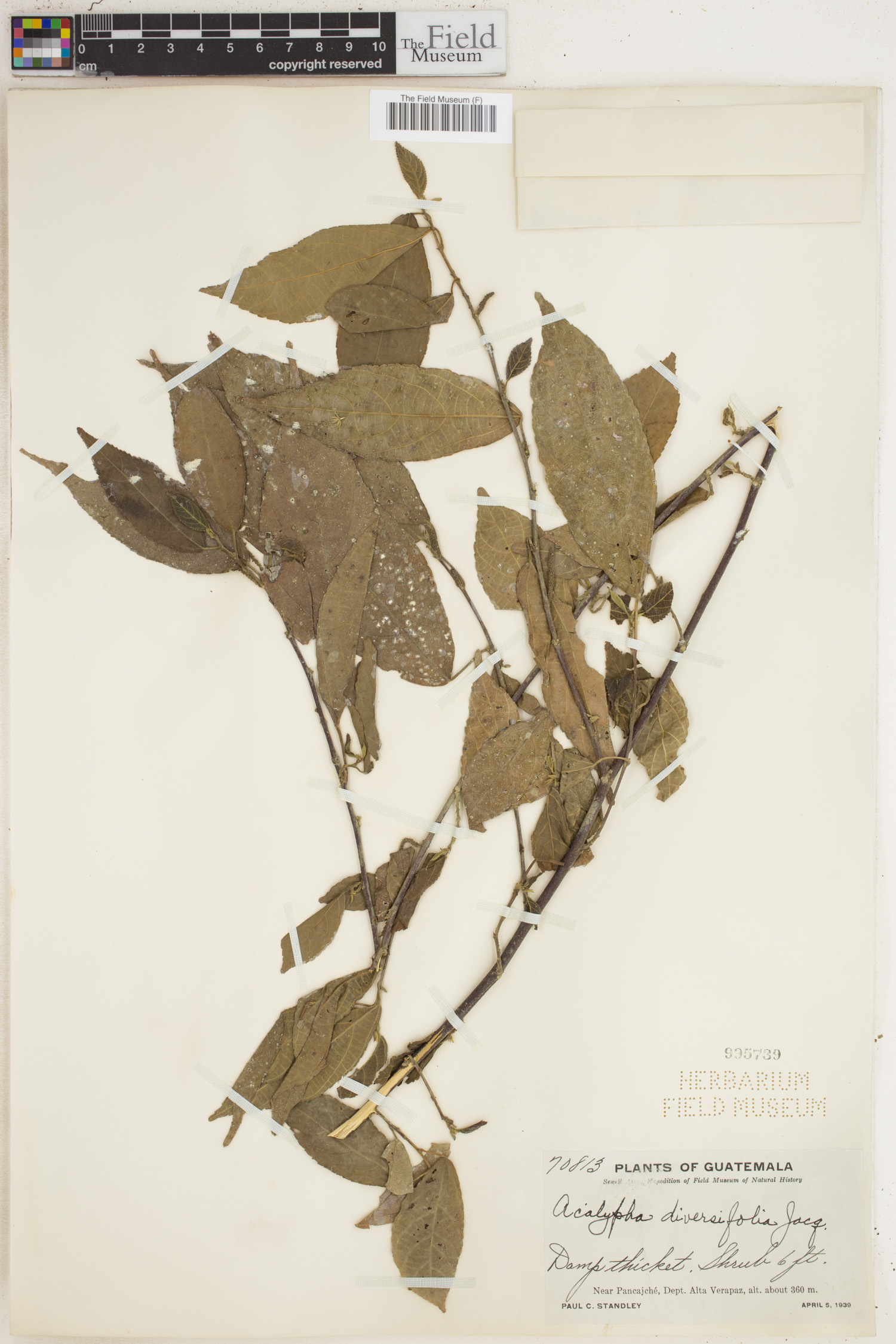 Acalypha diversifolia image