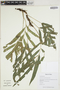 Lomariopsis spectabilis image
