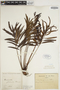 Plenasium javanicum image
