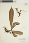 Oleandra pistillaris image