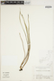 Lepisorus miyoshianus image