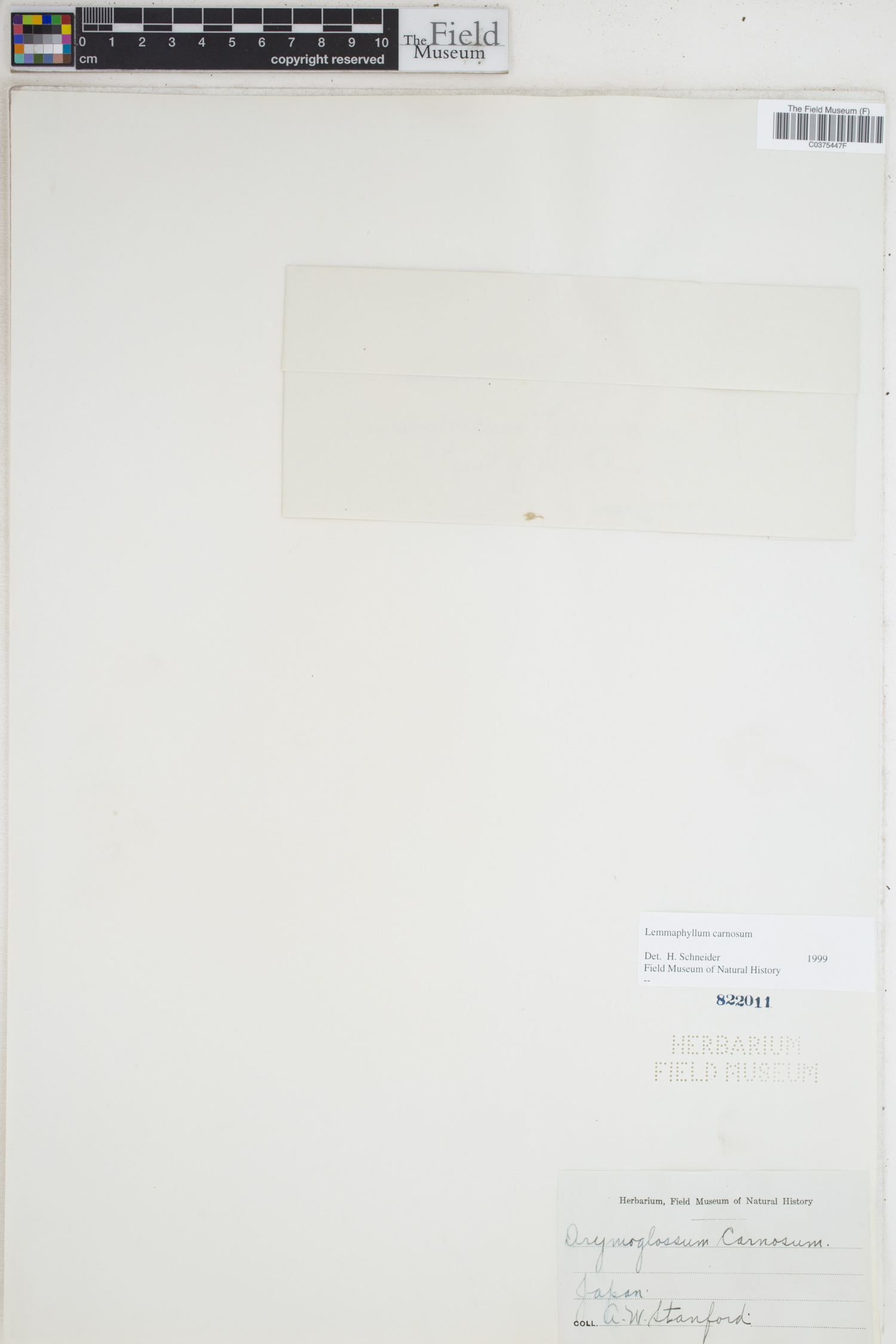 Lemmaphyllum carnosum image