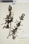 Lemmaphyllum microphyllum var. obovatum image