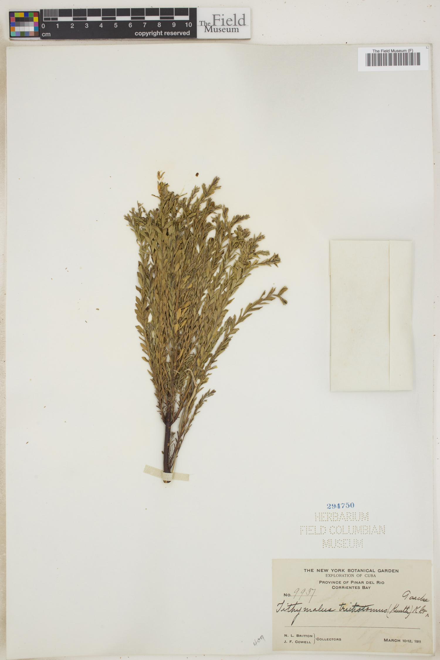 Euphorbia trichotoma image