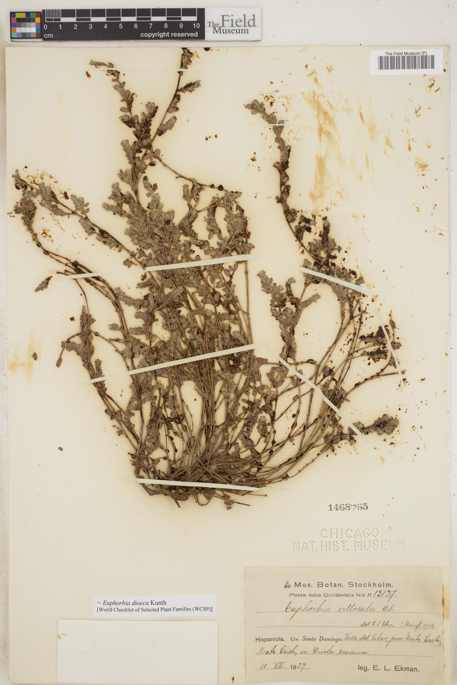 Euphorbia dioeca image