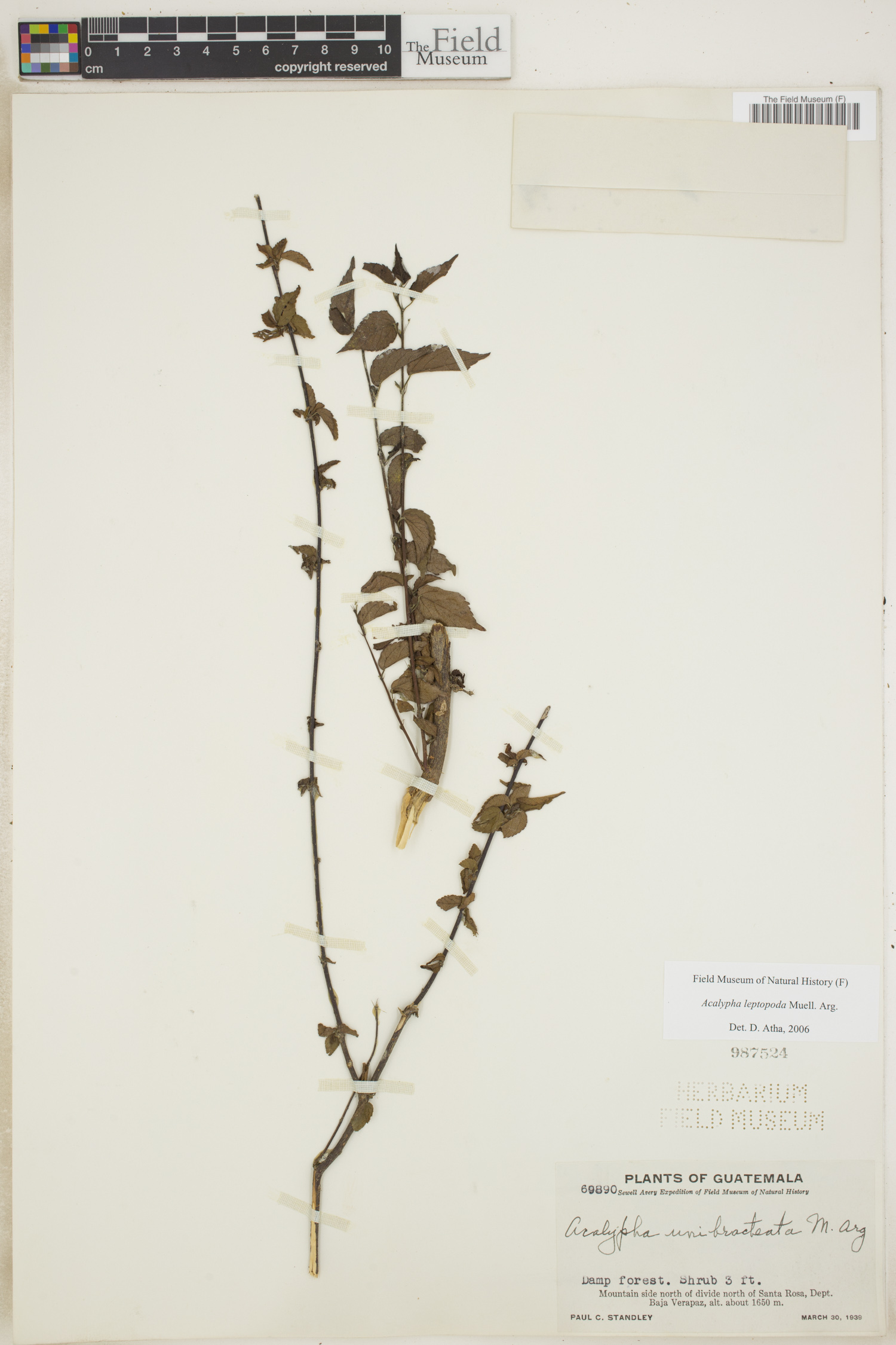 Acalypha leptopoda image