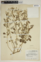 Croton argyranthemus image