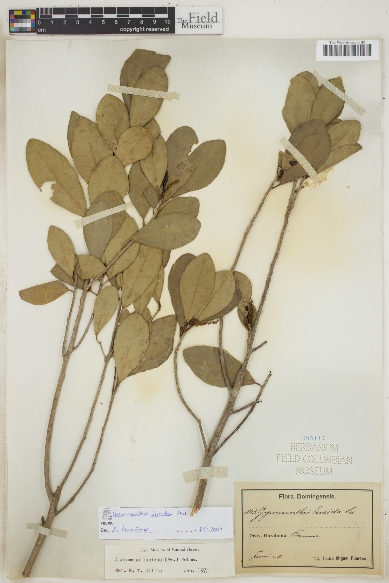 Gymnanthes lucida image